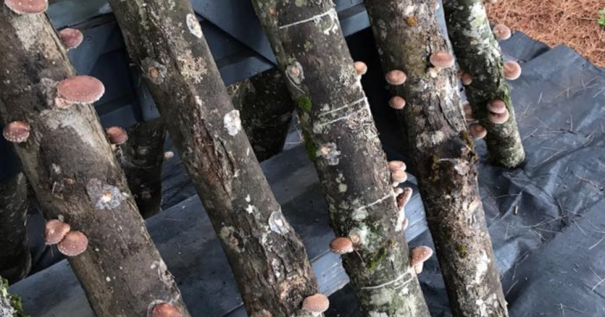 Shiitake Happens Adventures in Mushroom Farming Adirondack Hub