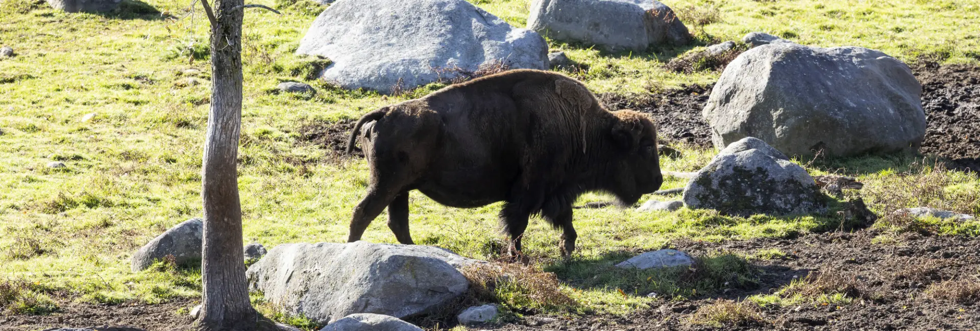 A buffalo grazes in a rocky field. 