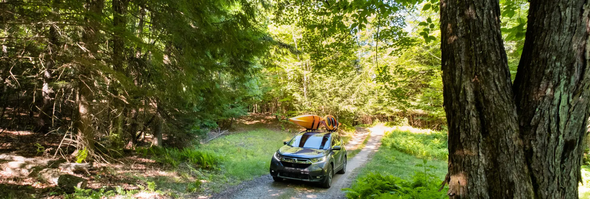 An SUV drives on a dirt road in the woods. 