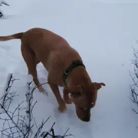 Winter Dog Walker