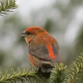 Spring Birding with Juvenile Red & White-winged Crossbills!