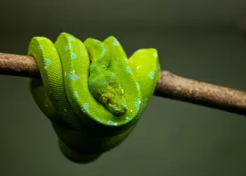 A green snake is coiled around a branch