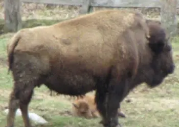 Big Buffalo stands in a field, Many buffalo explore the lush grasses, A collage of the exterior and interior of the shop, A large painting of the buffalo herd adorns a wall in the shop, A large painting of the buffalo pasture with the buildings looking down over them., Sauces and pies line the shelfs of the shop, Entry sign for the Adirondack Buffalo Company with various merchandise for sale surrounding it, A view of the mountains and puffy clouds that surround the buffalo pastures