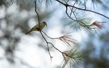 Birding
