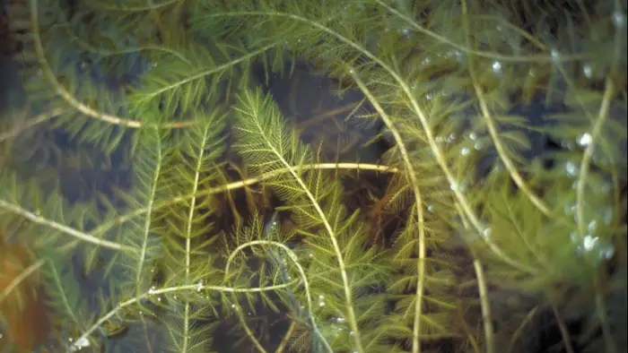Invasive plants