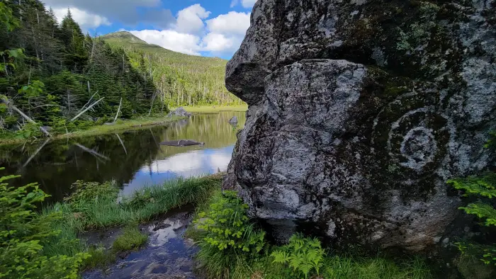 A lichen formation on a rock by a mountain pond