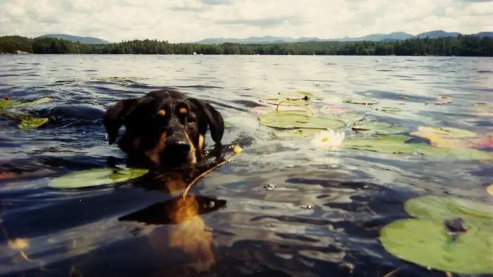 A dog swimming among the lily pads