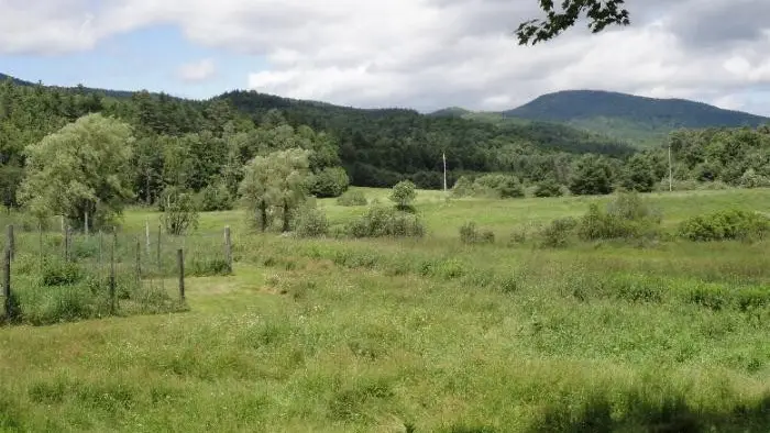 A lush meadow and forest with mountains in the background.