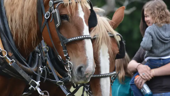 Photo of horse and guests