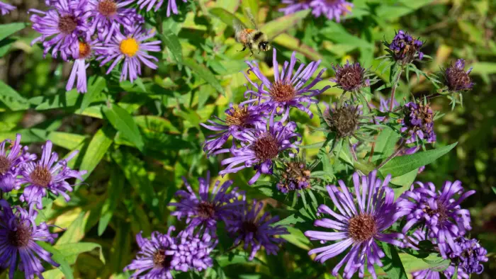 purple aster flowers