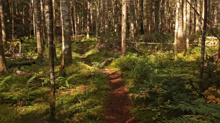 Part of the trail is in forest to avoid wetlands.