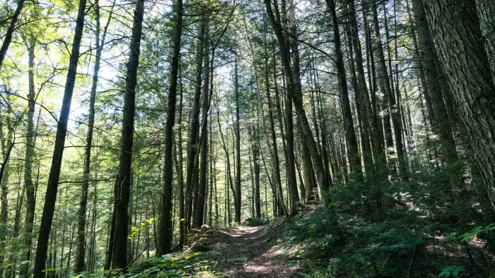 A trail through tall&#44; skinny trees