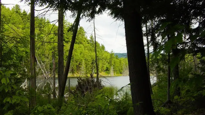 A view of Trout Pond in the distance&#44; with a wooded area in the foreground.