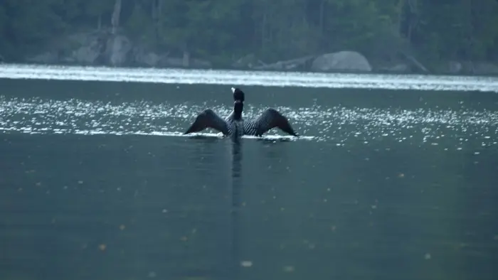 Eagle Lake is a good place for loon spotting.