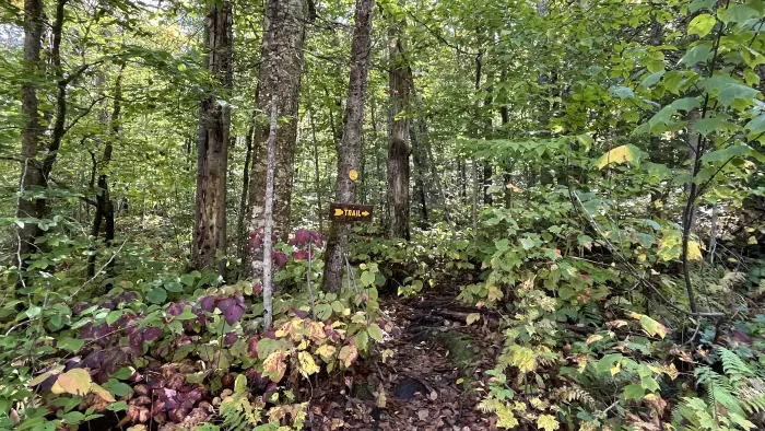 Trail to Moxham Mountain