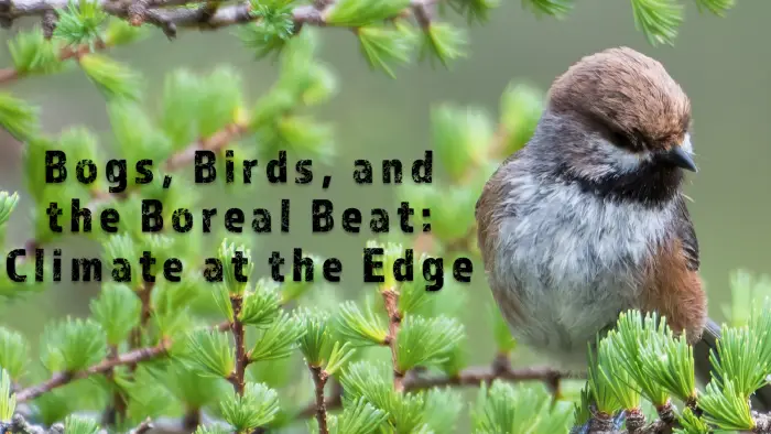 birds flyer