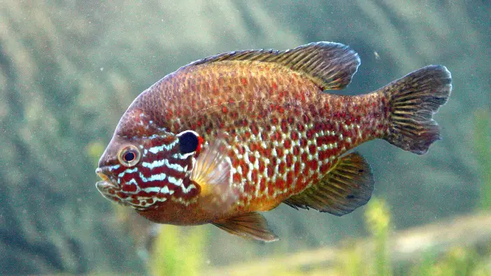 Pumpkinseed is a popular fish for kids to catch.