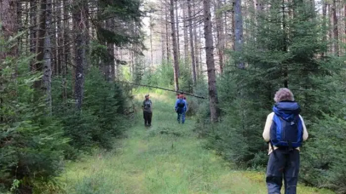 A group of people walk down a truck trail in the forest