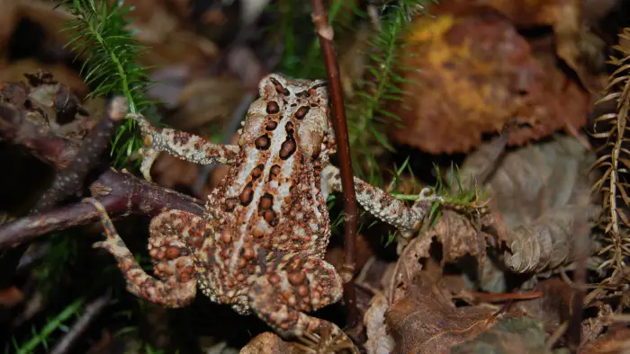 toad