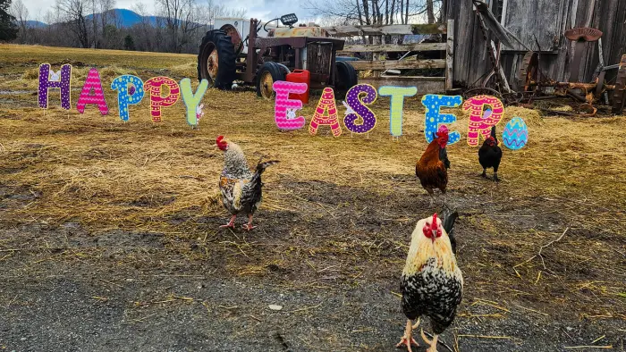 chickens in front of Happy Easter sign and barn