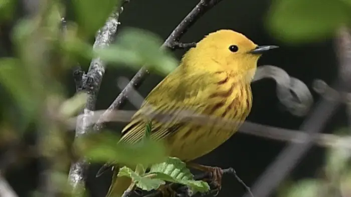 up close image of bird