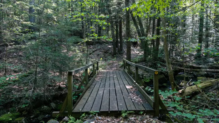 An old wooden bridge in a forest