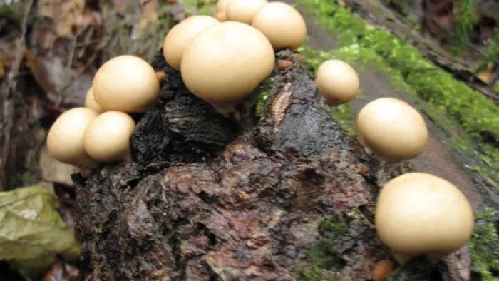 mushrooom