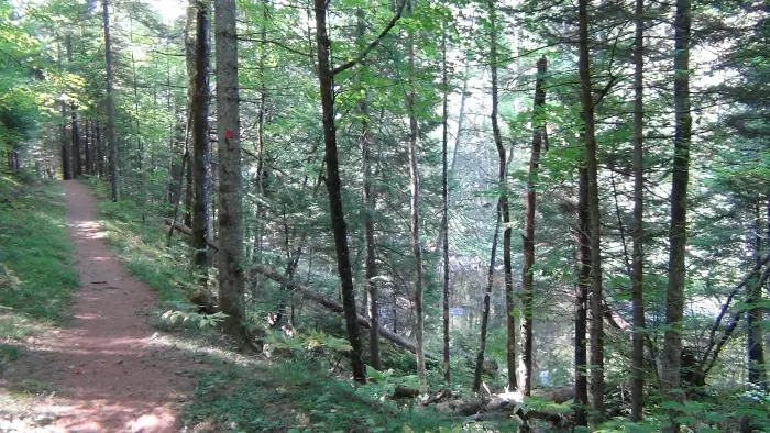 A defined trail through a pine forest.