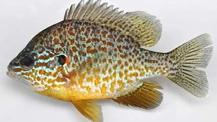 A brightly-colored sunfish