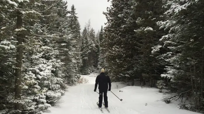 Enjoy the lush forest in winter with some backcountry skiing.