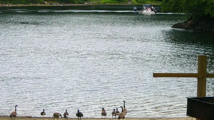 Share the lake with geese.
