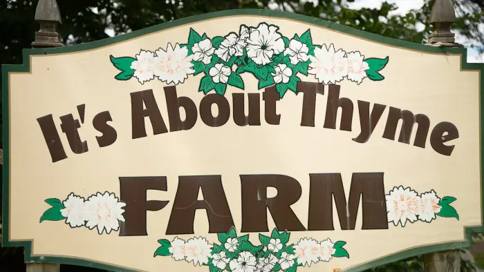 thyme farm