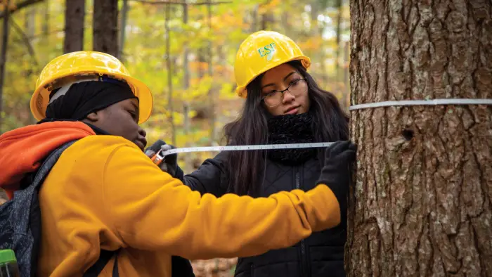 people cutting trees