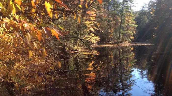 A fall view of a forested pond.