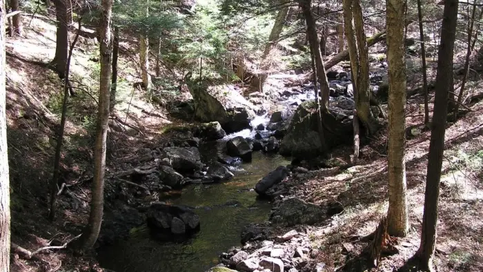 A small stream cascades down rocks in the woods.