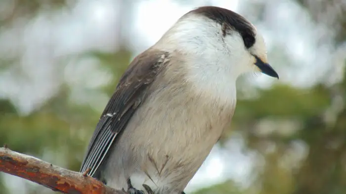 A song bird looks down from a thin branch