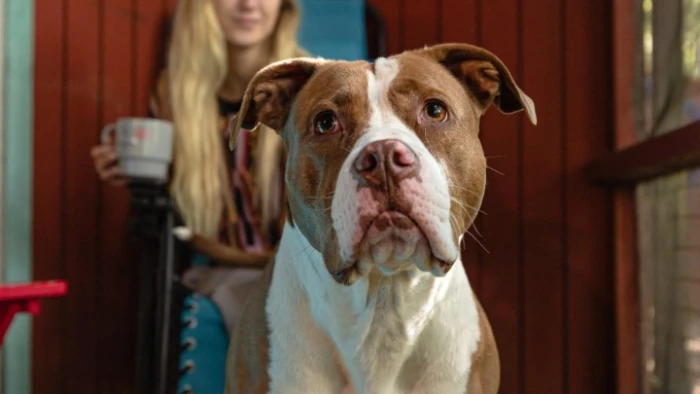 Motel Long Lake & Cottages