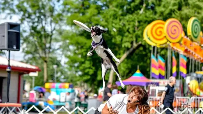 A dog jumps through the air to catch a frisbee in a fairground