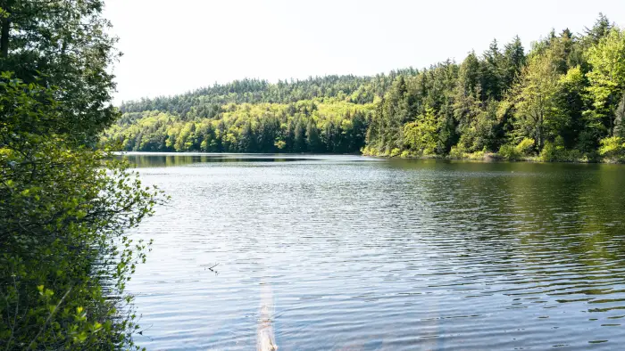 A small pond surrounded by trees