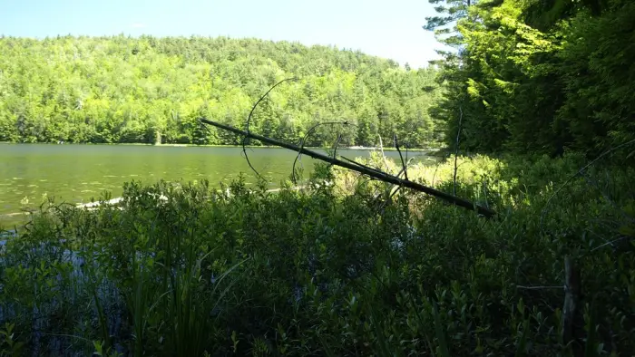 Shoreline of Bass Lake