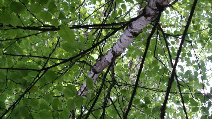 bottom view of tree
