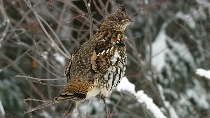 a gruffed grouse in winter perched on a branch