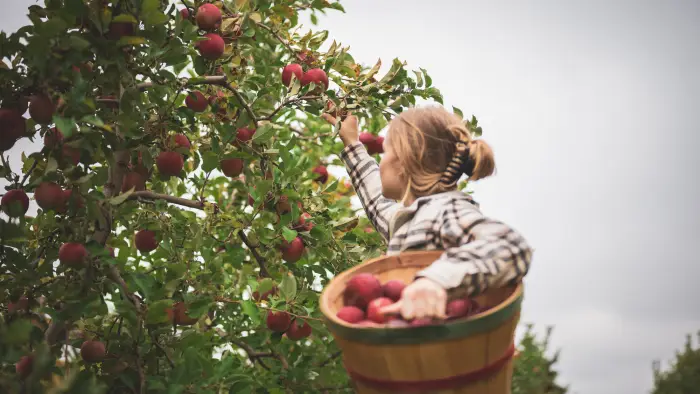 apple picking