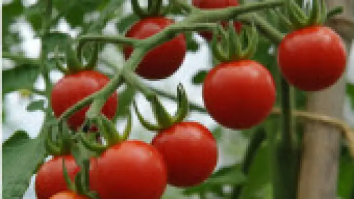 Tomatoes