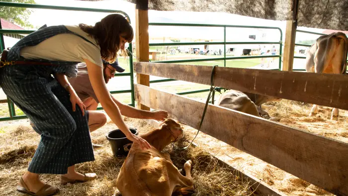 woman petting a cow at the fair