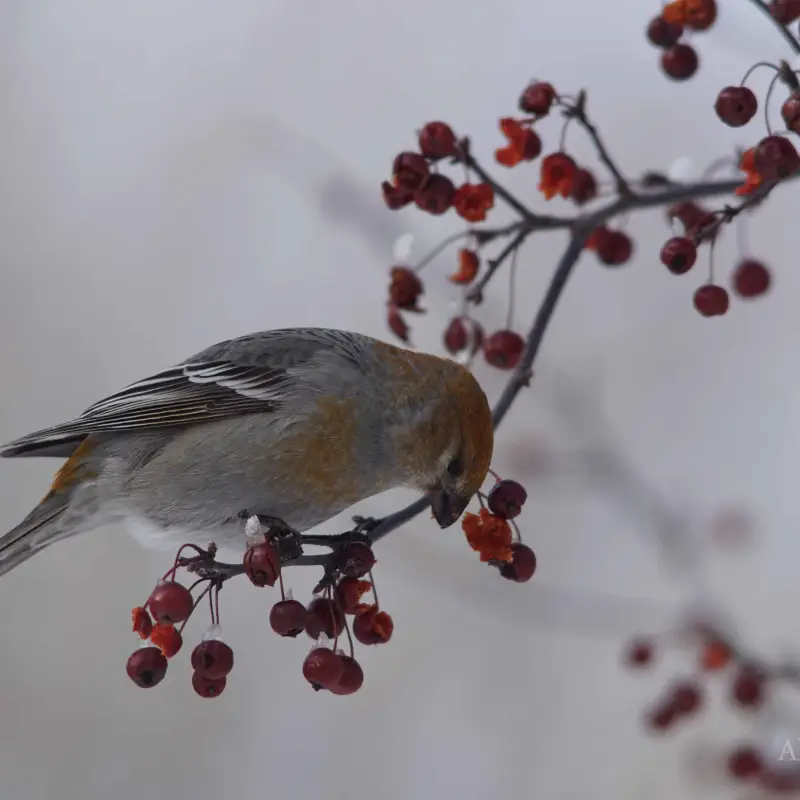 Easy Access Birding in Schroon Lake