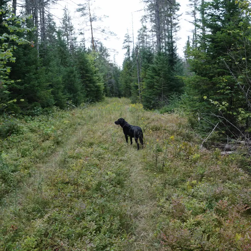 Camping and Hiking in Vanderwhacker Mountain Wild Forest