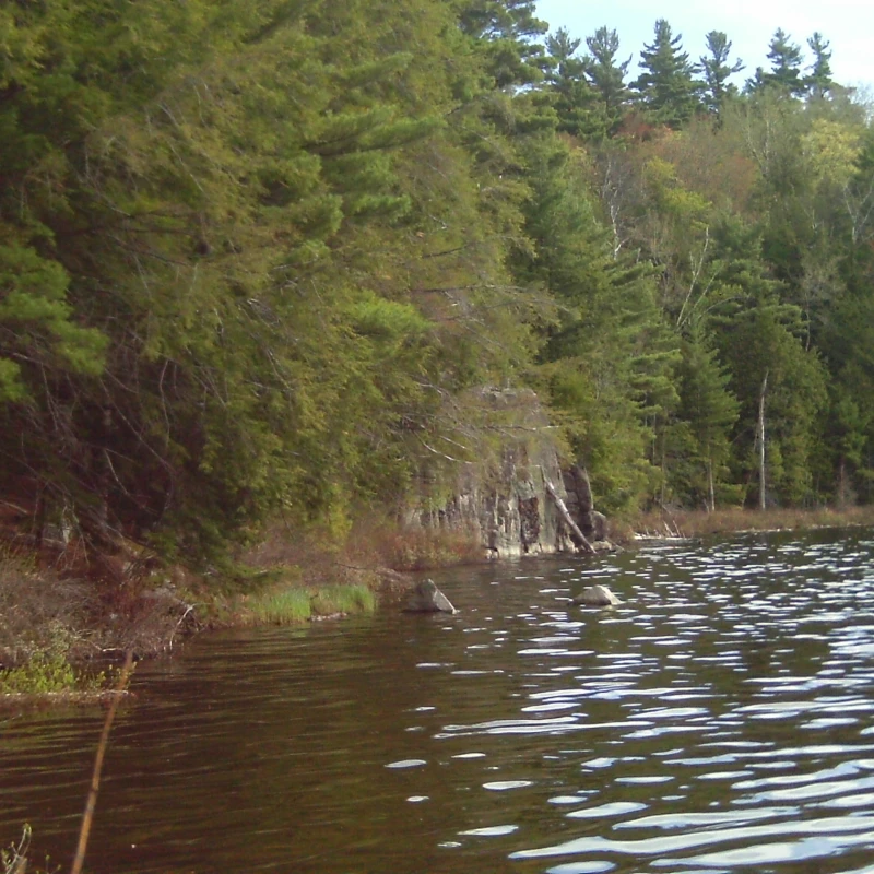 Spotting Wildlife: Moose Mt. Pond