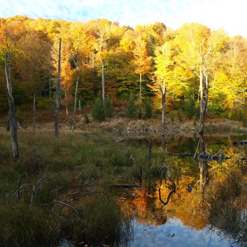Beaver & Little Beaver Mountains: A wayfinding adventure in the Vanderwhacker Mountain Wild Forest