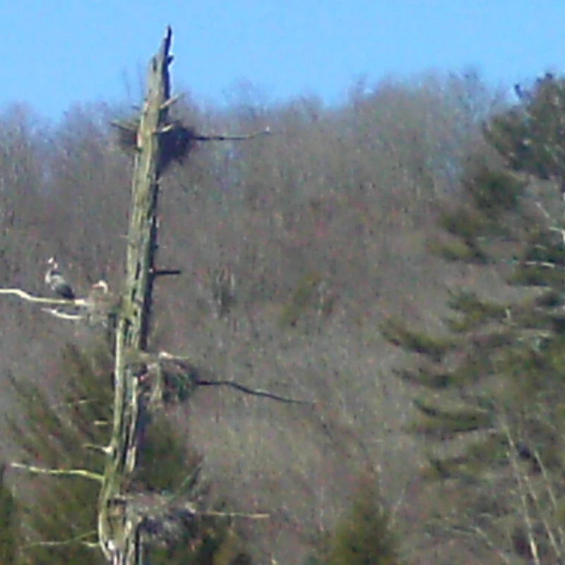 In Search of Herons: Big Pond